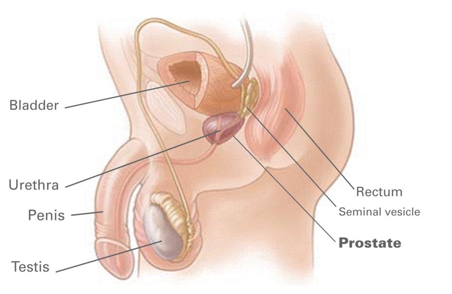 enlarged-prostate-diagram-canadian-pharmacy